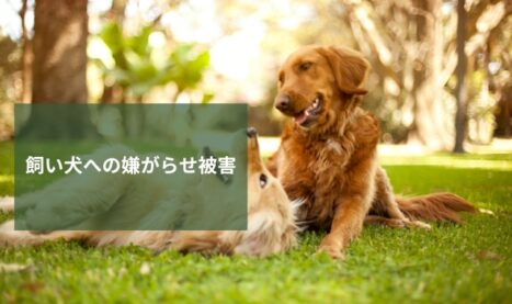 飼い犬への嫌がらせ被害｜動物虐待を疑ったときにするべきこと