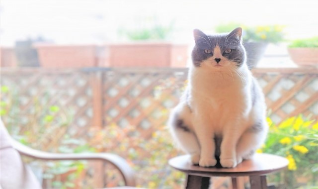 テーブルに乗る猫