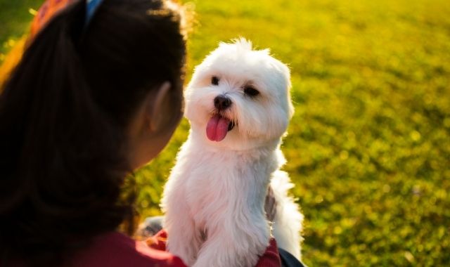 犬と飼い主