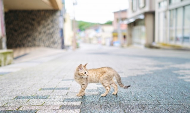 子猫