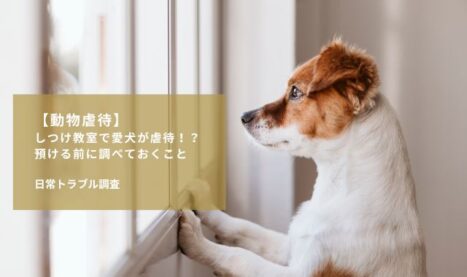 【動物虐待】しつけ教室で愛犬が虐待！？預ける前に調べておくこと