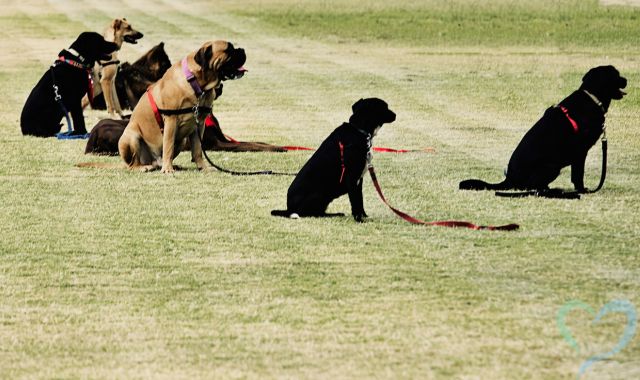 愛犬しつけ教室1