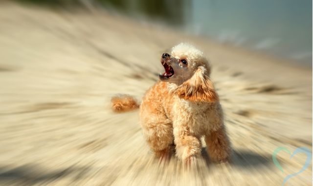 愛犬しつけ教室3