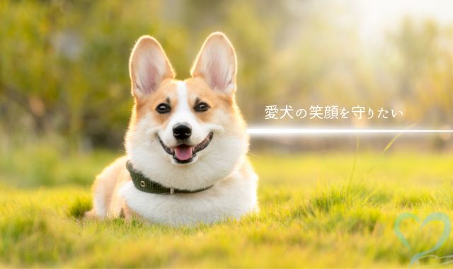 愛犬しつけ教室4