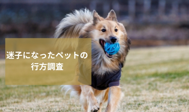 迷子のペット探し