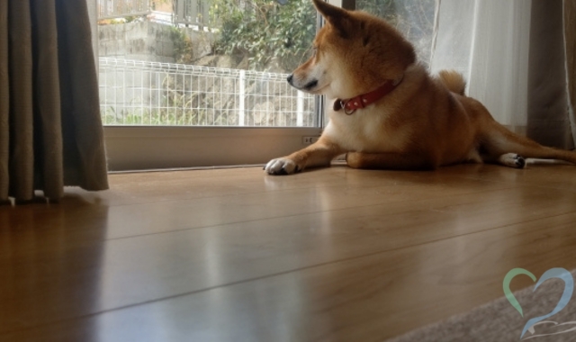 何かの気配を察知する犬