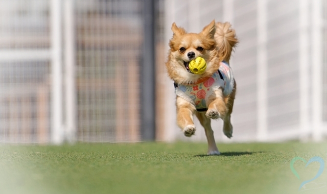 走っている犬