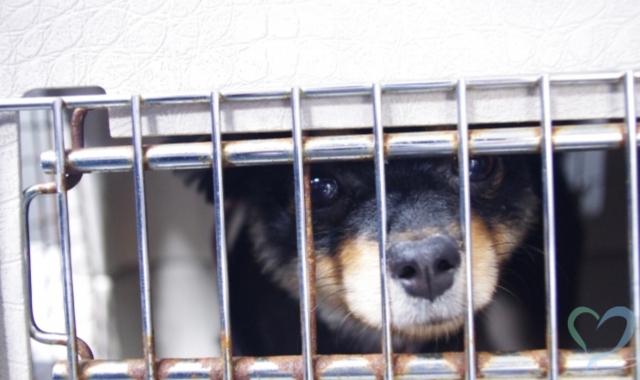 虐待を受けている犬